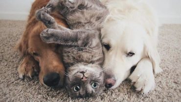The story of a cat and two dogs that will surprise anyone