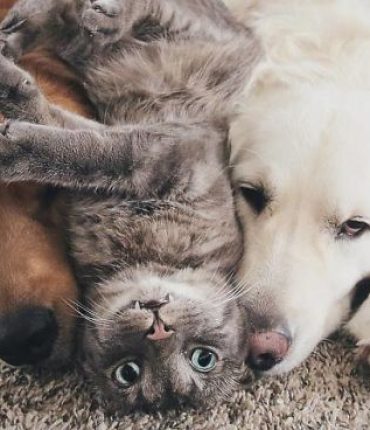 The story of a cat and two dogs that will surprise anyone