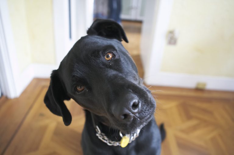 head-tilt-CherylMaeder-UpperCutImages-GettyImages-73666698-56a26b515f9b58b7d0ca0733