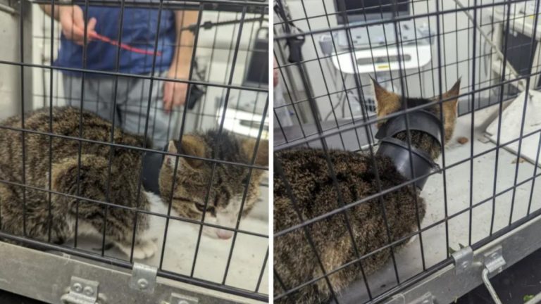 la-mesaventure-d-une-chatte-retrouvee-a-plusieurs-kilometre-de-sa-maison-avec-des-morceaux-de-tuyau-coinces-autour-du-cou