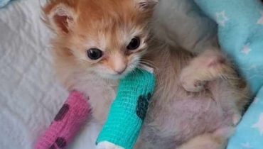 A moving video of a tiny kitten finally freed from leg casts