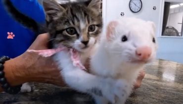 2 survivors become friends: A kitten and a ferret’s moving journey in search of a loving home