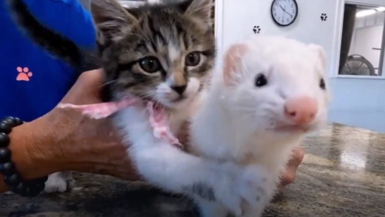 quand-2-survivants-deviennent-amis-le-parcours-emouvant-d-un-chaton-et-d-un-furet-en-quete-d-un-foyer-aimant