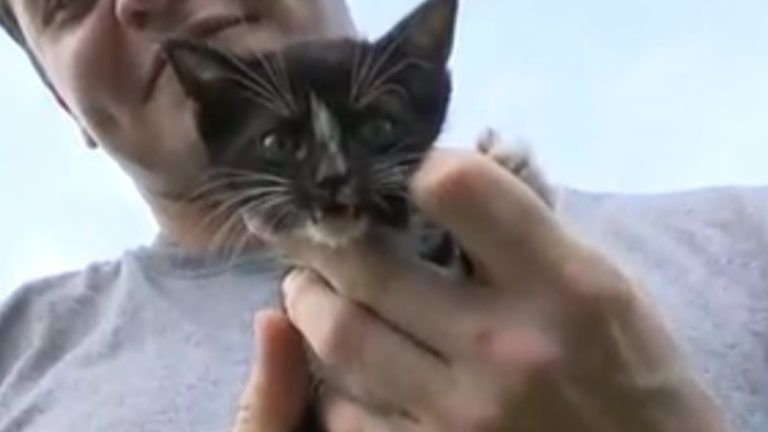 un-chaton-coince-dans-un-egout-pluvial-depuis-2-jours-mobilise-des-habitants-inquiets-et-determines-a-le-sauver