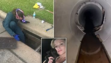 A brave woman takes on dirty water and cockroaches to save puppies