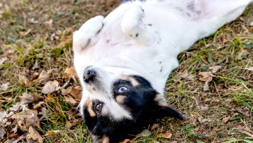 7 Reasons Dogs Expose Their Belly