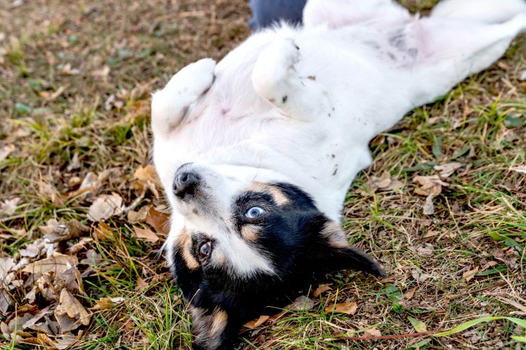 why-dogs-like-belly-rubs-4584399-01-71cd406dbb95488190ed820ad4bdd7bc