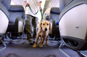 I refused to pet dog on plane – the owner turned the whole cabin against me