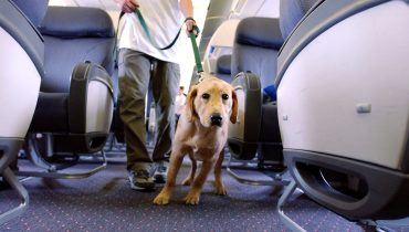 ‘I refused to pet dog on plane – the owner turned the whole cabin against me’