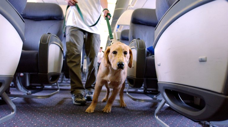 airplane allergies dog roaming emotional support dog flight attendant frustration irresponsible lack of control passenger phobia Reddit service dog 