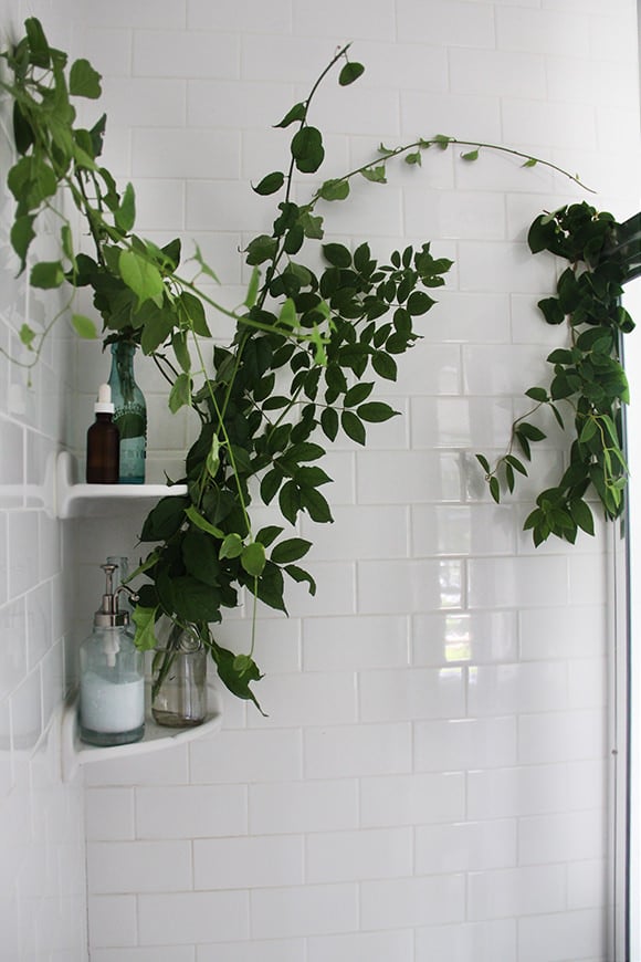 Shower plants