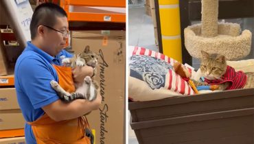 People Can’t Get Enough Of This Adorable Cat Living And Working At Home Depot