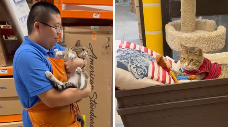 Adoption cat Customer Relations Diet Employee Everyday Joy Fashion Sense Funky Shirts Home Depot Jeff Simpkins Leo Petting Resident Cats Rodent Problem Safety Shelter Cats Shirt Shopping Experience Stereotypes TikTok 