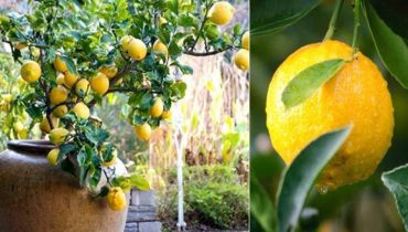 How to Grow a Lemon Tree at Home from Seed
