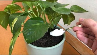 Save your plants with a homemade natural pesticide