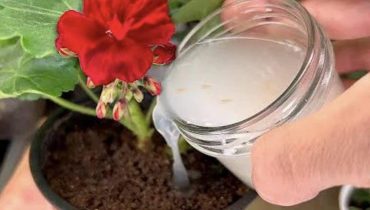 Grow Geraniums at Home: Free Propagation Tips