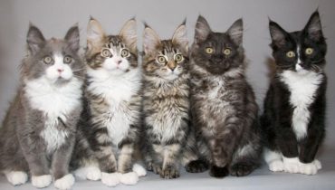 Maine Coon Cats: The Gentle Giants of the Feline World