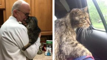 Senior Kitty Finds His Forever Home At 15-Years-Old