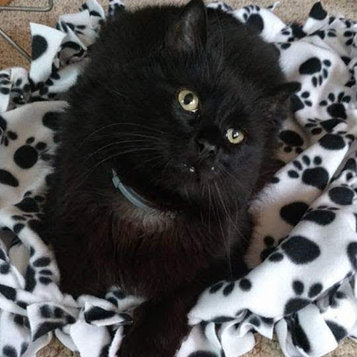 Un chat de sauvetage noir duveteux atteint d'hypoplasie cérébelleuse