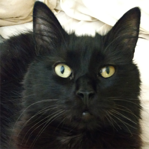 A fluffy black rescue cat with cerebellar hypoplasia