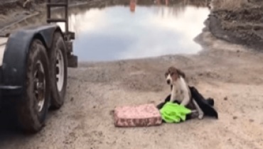 Injured Pup Cries for Help Outside Construction Site