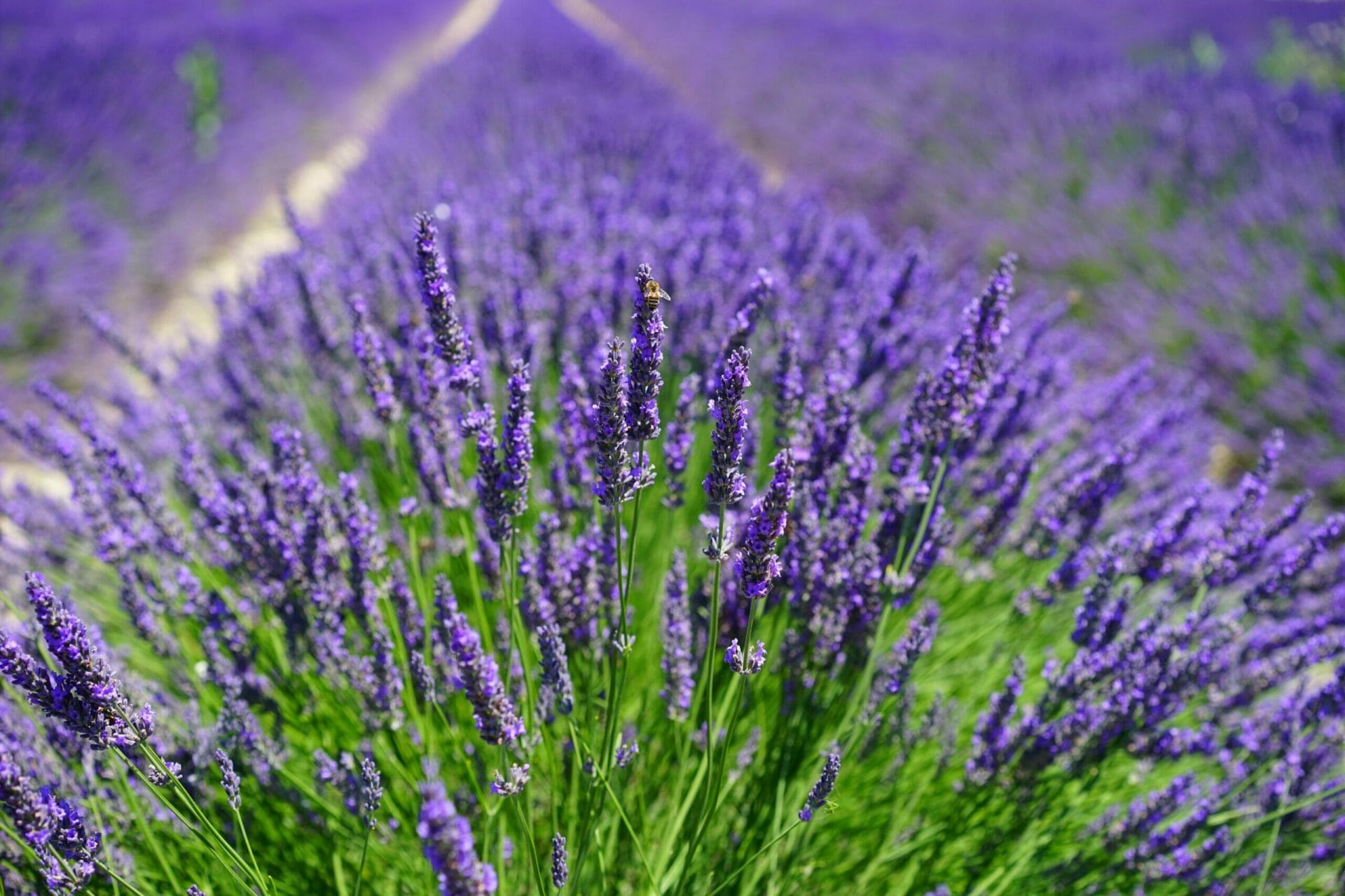 Lavender, one of the most cherished flowers, finds a perfect spot on your balcony