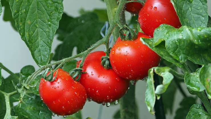 Tomatoes