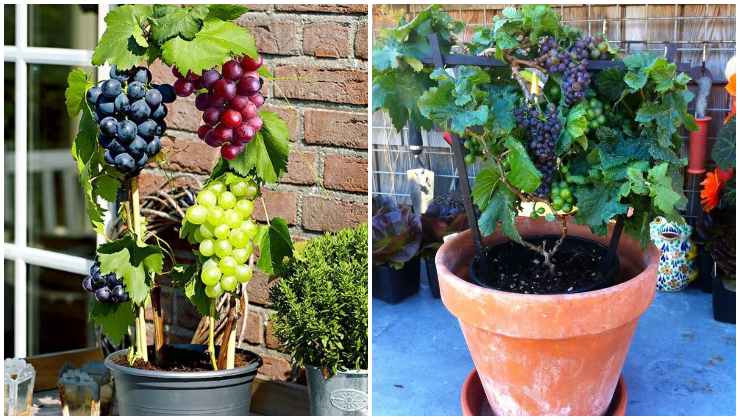 Grapes in a pot