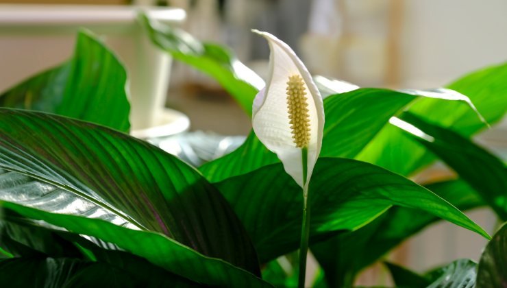 How to take care of the peace lily