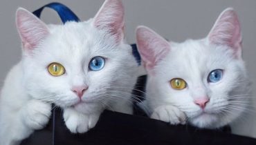 The World’s Most Beautiful Twin Cats