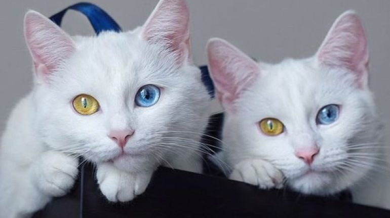 beauty Bond Beyond Ordinary elegance. Ethereal Beauty individuality Internet Sensations marvels of nature Power of Uniqueness Twin Cats Unique Origin Story uniqueness 