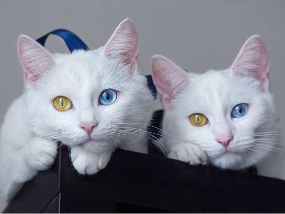 1697597284_861_The-Worlds-Most-Beautiful-Twin-Cats