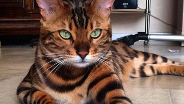 Thor The Bengal Cat Is The Most Beautiful Cat On This Planet