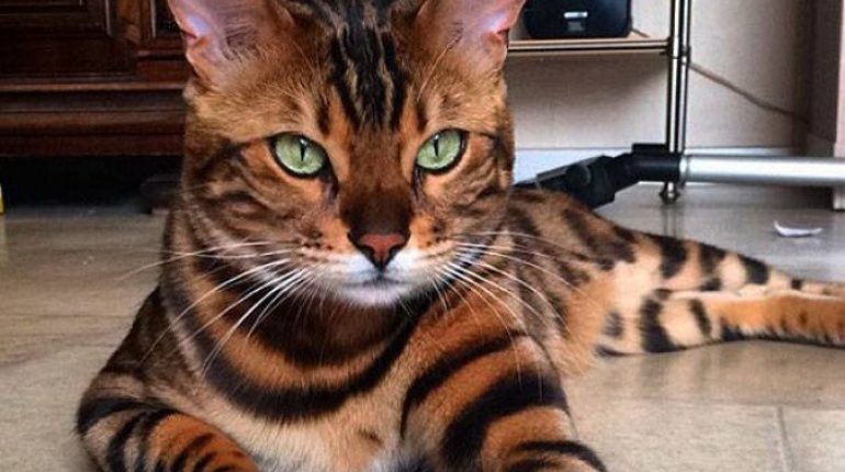 Bengal Cat cuddliness cuteness domestic feline Images Instagram Majestic meowing napping. Rani Cucicov Thor wild animal 