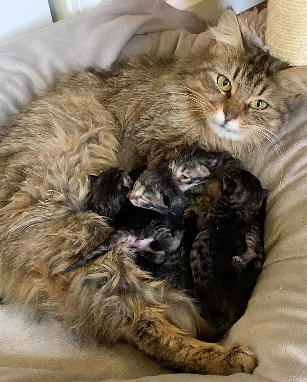 cat nursing kittens tabbies