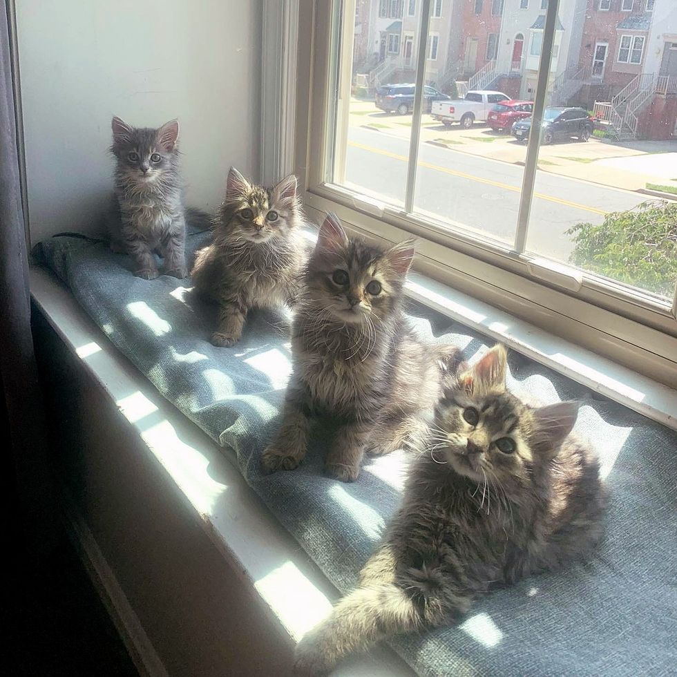 kittens fluffy window watching