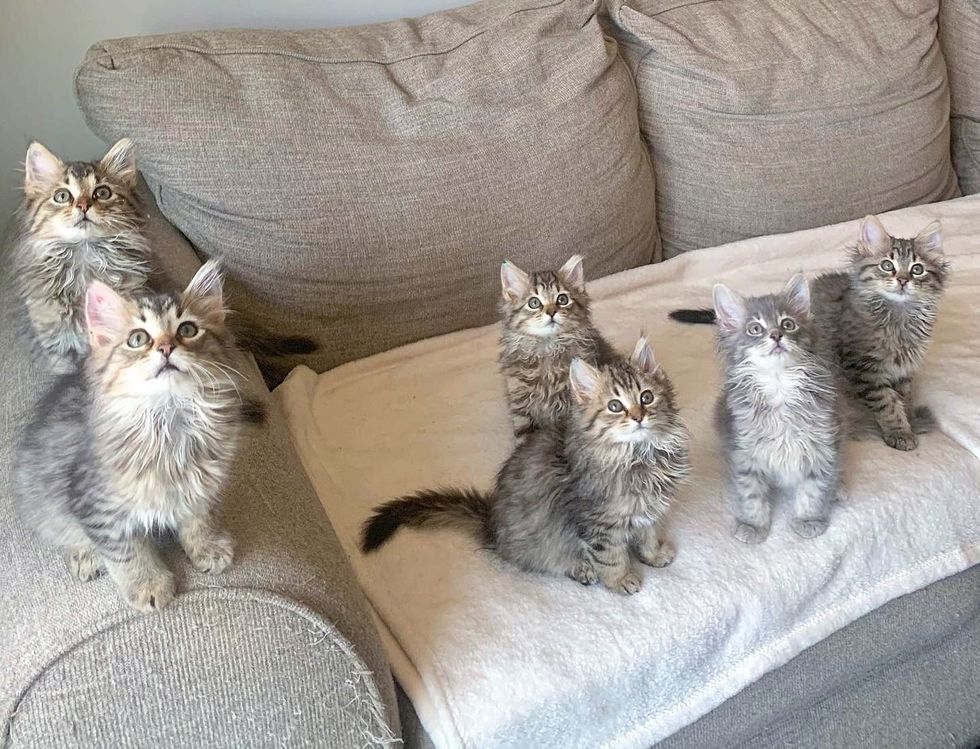 fluffy tabby kittens