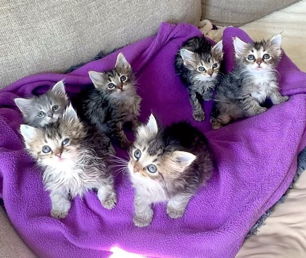 fluffy tabby kittens
