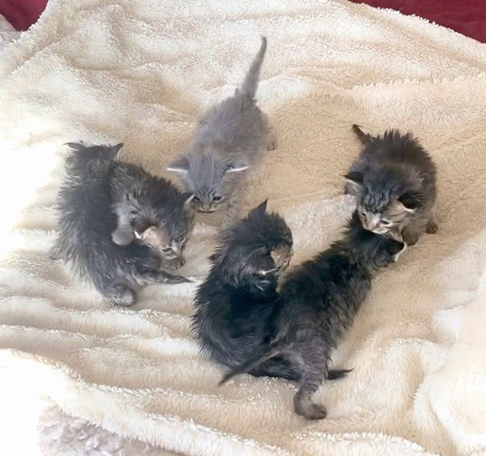 kittens walking blanket