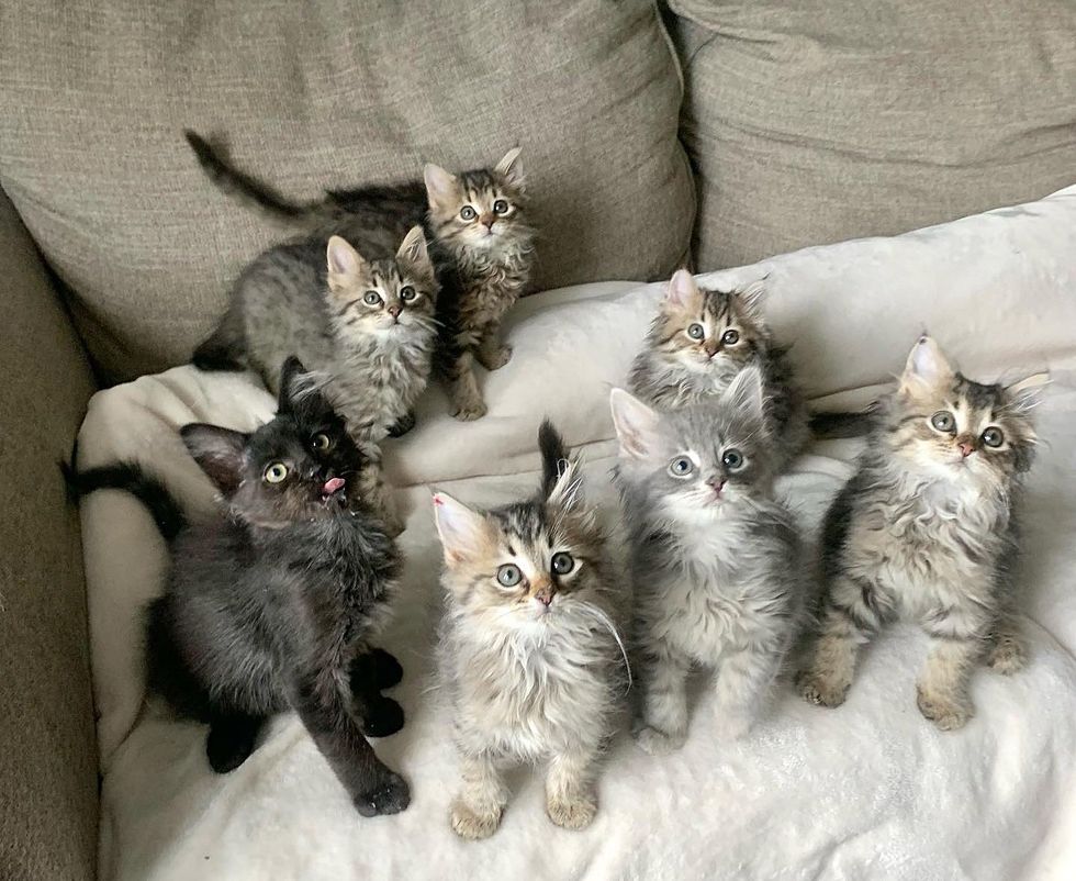 fluffy kittens tabby