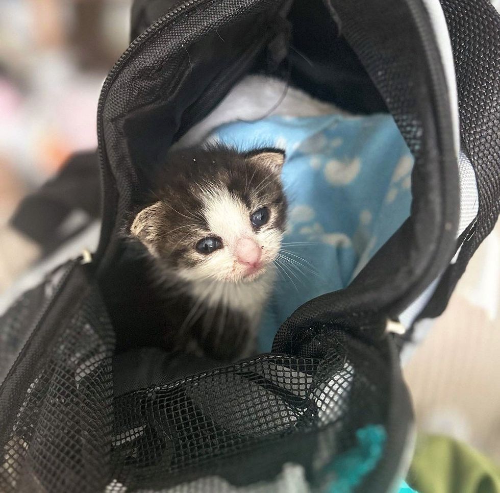 chaton mignon dans un sac