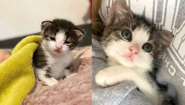 Kitten Brought to Shelter Alone and Started Greeting Everyone