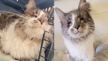 From Neglect to Affection: Shibby’s Remarkable Rescue and Recovery