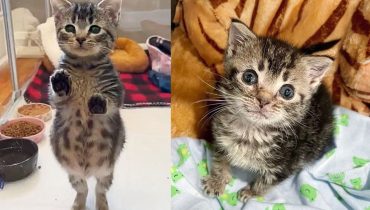 Kitten Has Been So Small Her Entire Life, but the Clever Young Cat Has Many Ways to Make Herself Feel Big