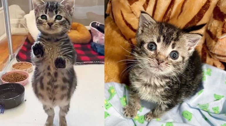 Adorable chonky Community Cat Club congenital hypothyroidism Kitten Pip Rescue tabby 