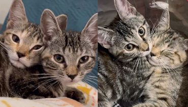 Kittens Who Were Left at Petco, Realize Shelter Volunteer is There to Help Them