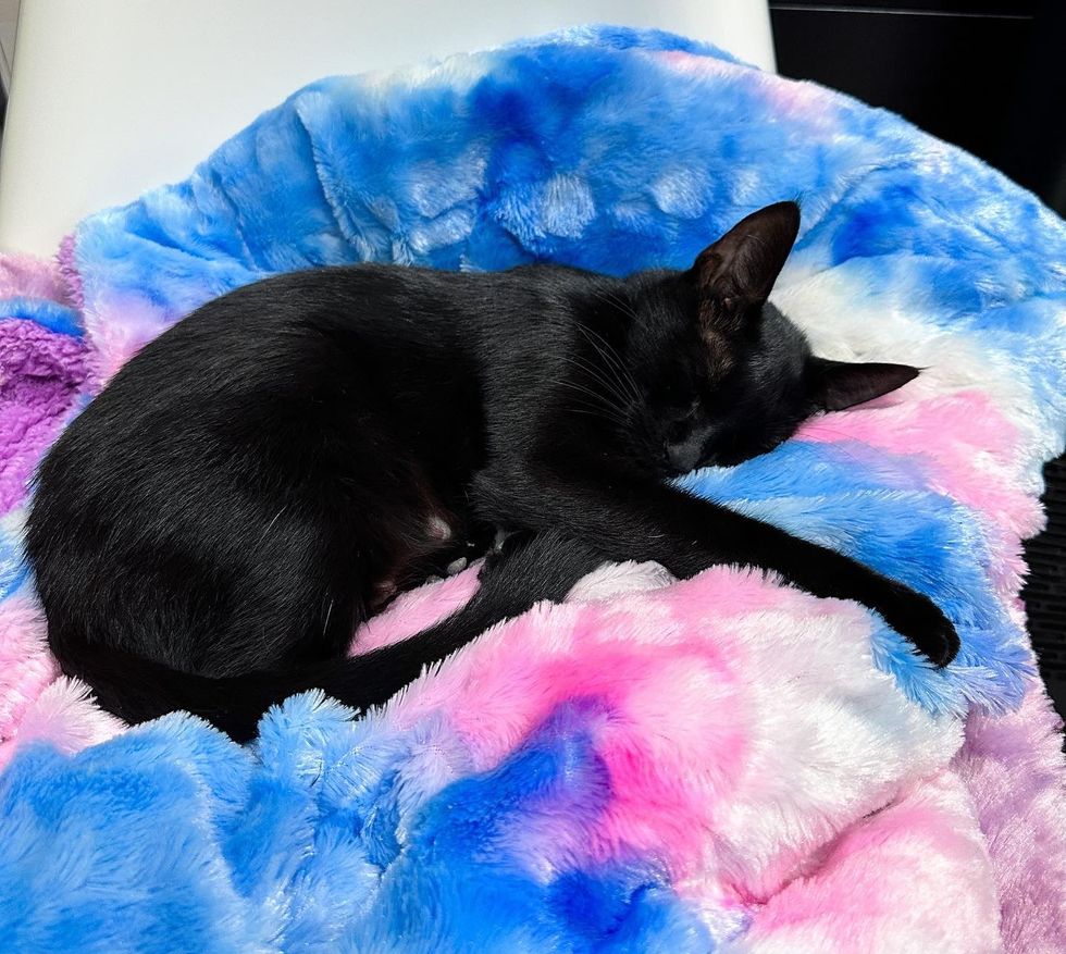 chat doux avec sa couverture