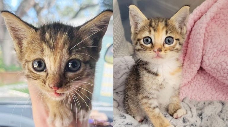 Animal Rescue Bond cuddle feline companion foster Good Samaritan Kitten Love orphan Rescue Safety tabby 