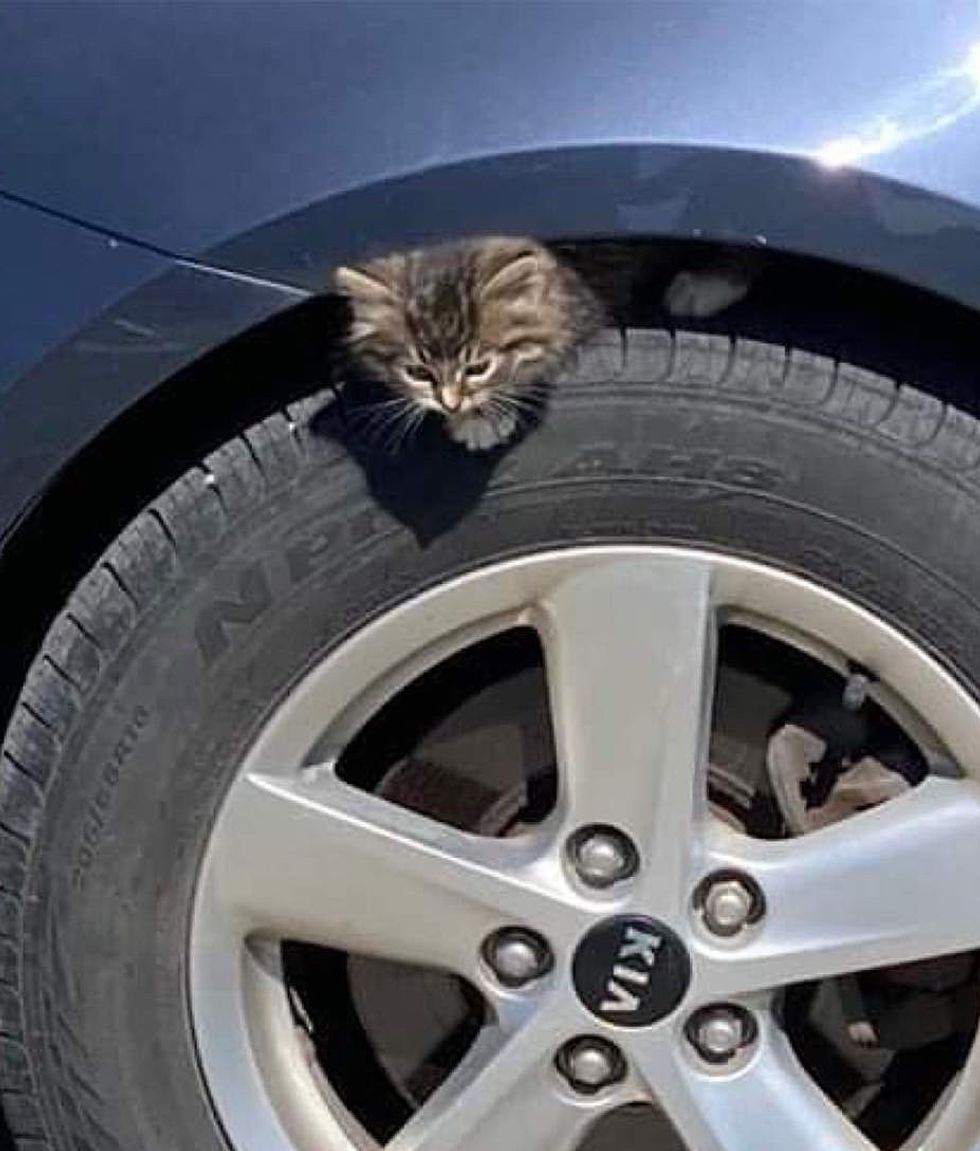 kitten clings car tire