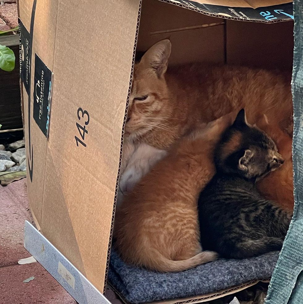 street cat kittens snuggles